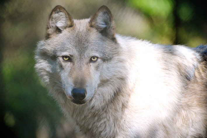 Our friend Riley photo courtesy of Julie Lawrence/Wolf Haven